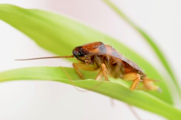 Bug