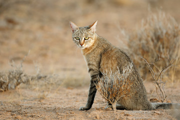Fototapeta premium Afrykański dziki kot (Felis silvestris lybica), pustynia Kalahari, RPA.