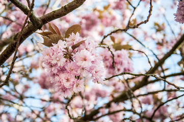 pink cherry blossom flower on sky background