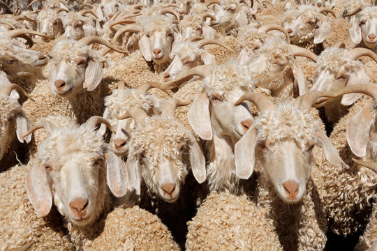 Angora goats crammed in a paddock on a rural farm .