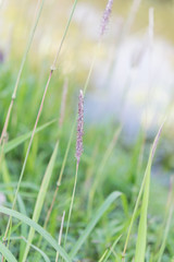 Grass and sunny morning