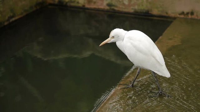 The cattle egret (Bubulcus ibis), a cosmopolitan species of heron. White bird drinking water. Malaysia.