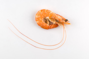 In the white background of the shrimp