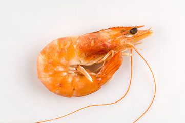 In the white background of the shrimp