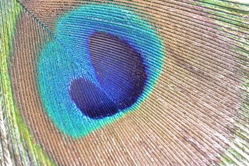 Obraz premium Peacock