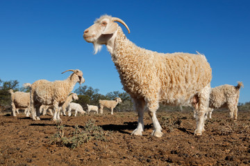 Angora goats on a rural African free-range farm.