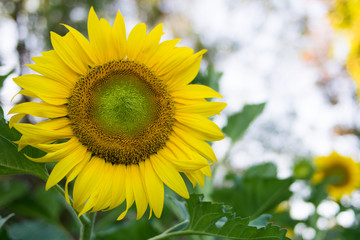 Obraz premium sunflower in garden