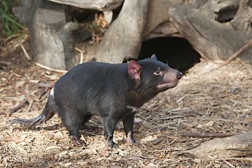 Tasmanian Devil