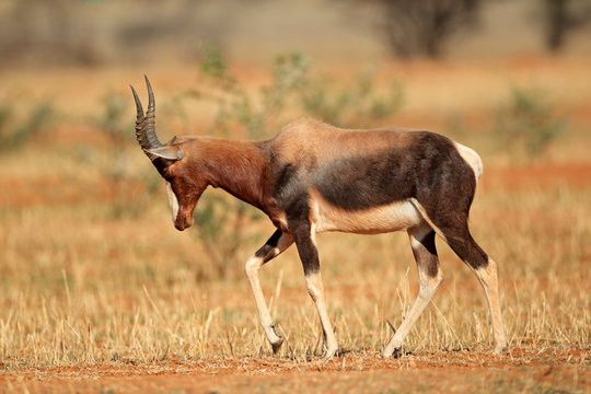 Endangered bontebok antelope (Damaliscus pygargus dorcas), South Africa.