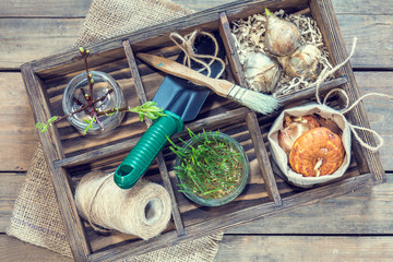 Gardening and planting concept. Seedlings garden tools tubers bulbs gladiolus and hyacinth branch of trees with buds in wooden box. Toned and processing photo.