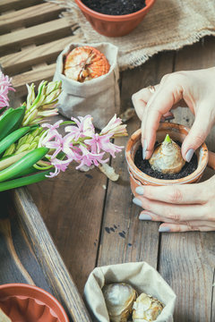Gardening and planting concept. Woman hands planting hyacinth in ceramic pot. Seedlings garden tools, tubers (bulbs) gladiolus and hyacinth,  flowers pink hyacinth. Toned and processing photo.