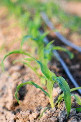 Close up seedling corn growth in field plant agriculture farm.