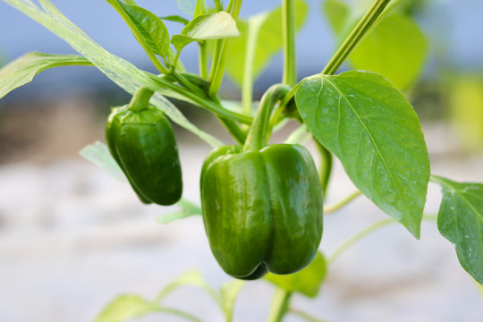Close up green bell pepper or sweet pepper growth in field plant