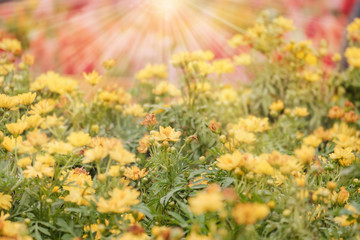 Obraz premium Gardening / View of yellow flower (Sphagneticola trilobata) in the garden.