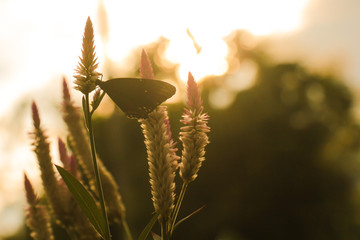 Silhouette of butterfly on flower