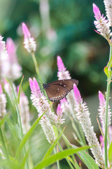 Butterfly on flower