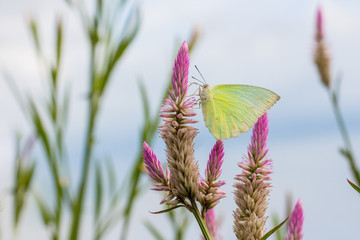 Butterfly on flower