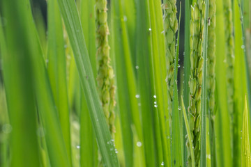 Fototapeta na wymiar Rice fields background (Soft focus) - Morning fresh in the rice