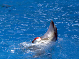 Dolphin playing with ball