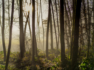 Wald mit Nebel und Sonnenaufgang