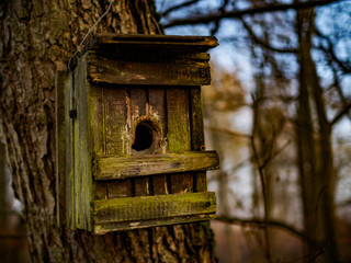 altes Vogelhäuschen am Baum