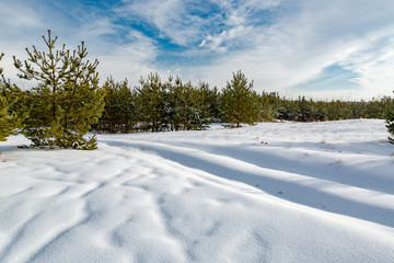 Fototapeta na wymiar winter day in forest