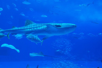 ジンベイザメ　沖縄　水族館　サメ　魚　日本
