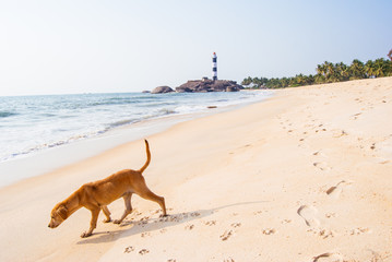 deserted sandy beach . India