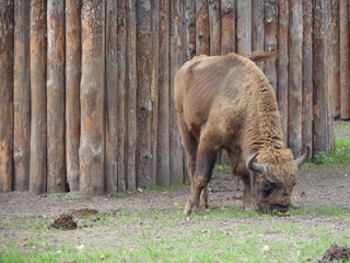 european bison