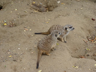 Fototapeta premium Meerkat or Suricate (Suricata Suricatta)