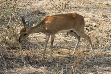 Steenbok, Raphicerus campestris, Parc national Kruger, Afrique du Sud