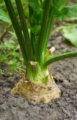 One big root celery is growing in soil