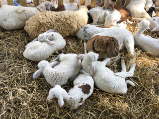 Sheep Head Close Look
