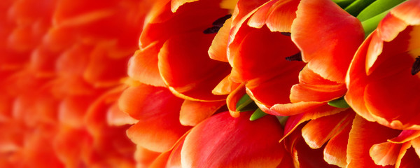 Fototapeta premium Red Tulips