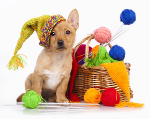 puppy in a knitted cap and a ball of yarn