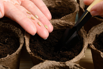 Female hands planting seeds in a peat pot