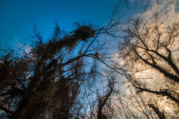 Bottom view of tall old trees in winter forest Blue sky in background. Azerbaijan, Caucasus