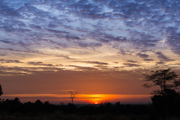 Silhouette of tree on the beautiful sky in the morning.