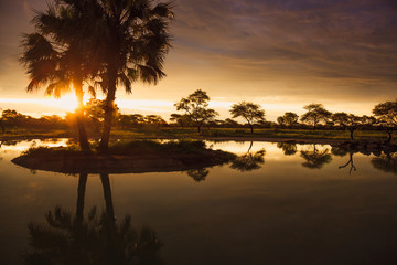 Sunset in South African Etosha park on the shore of the lake in - obrazy, fototapety, plakaty