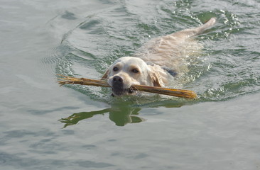 Labrador schwimmt im See