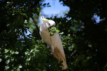 Sulphur Crested Cockatoo