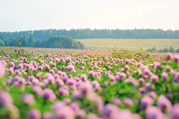 Papier Peint photo Herbe Wild meadow of pink clover flower bloom in green grass field in natural soft sunset sunlight of spring time. Summer outdoor landsccape with pastel colors of beautiful countryside nature blossom