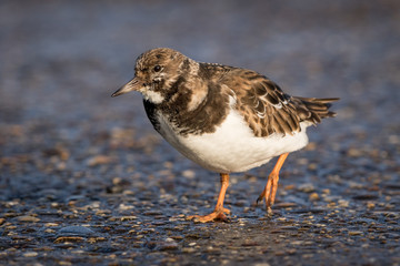 Ruddy Turnstone