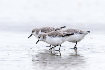 Sanderling fouraging