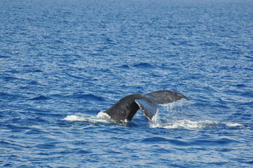 whalewatching hawaii