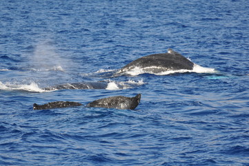 Fototapeta premium whalewatching hawaii