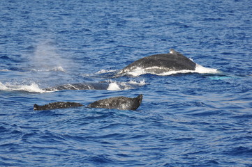 whalewatching hawaii