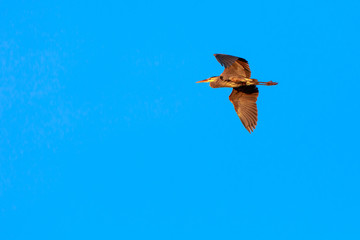 Great Blue Heron flying across a Wisconsin blue sky.