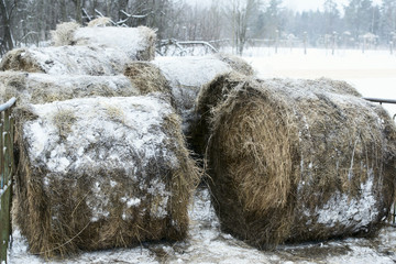 winter haystack