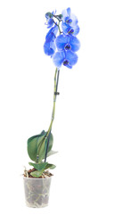 Blue flower orchid on light background